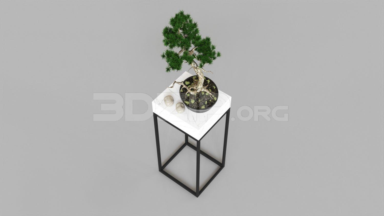BonSai Tree
