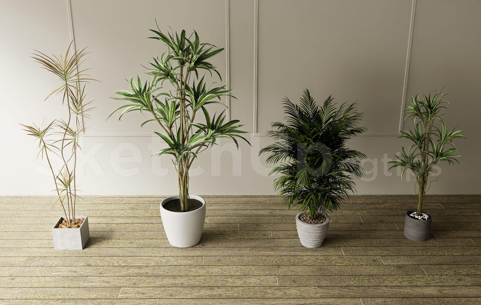 Plant