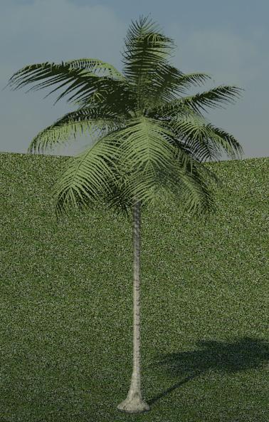 Palmeira