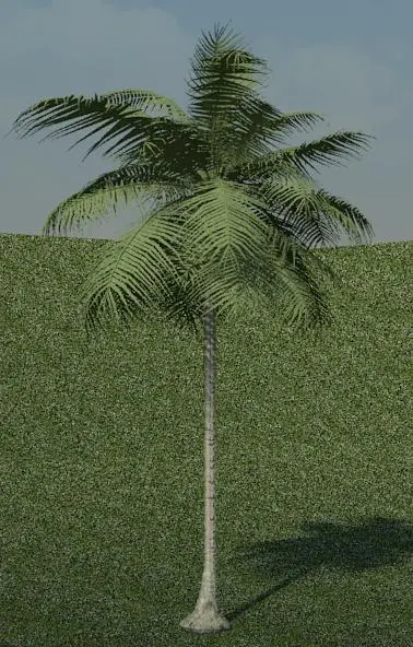 Palmeira