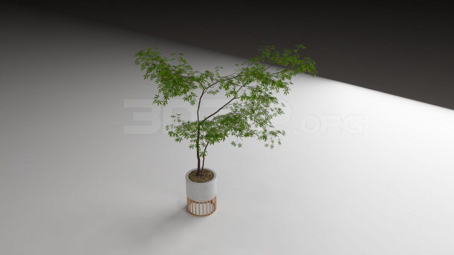 Plant