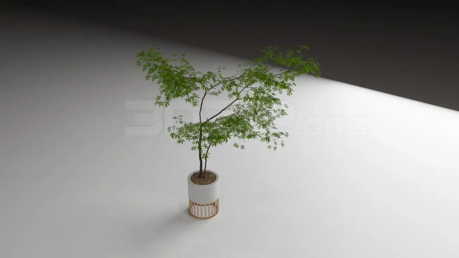 Plant