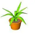 Large Potted Plant