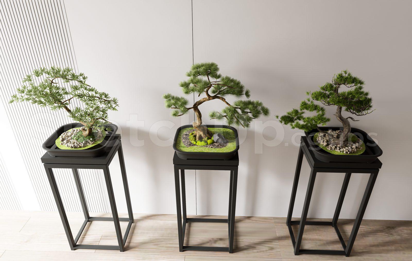 BonSai Tree
