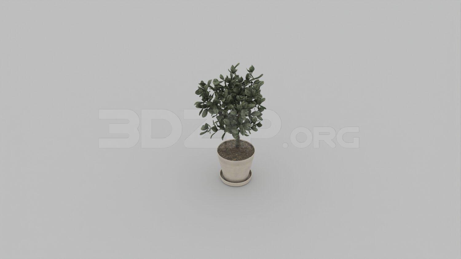 Plant