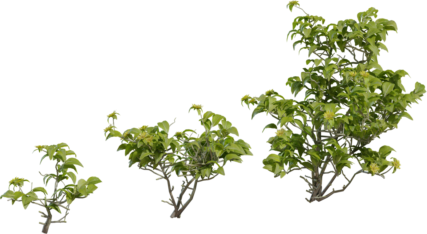 Didelta Spinosa
