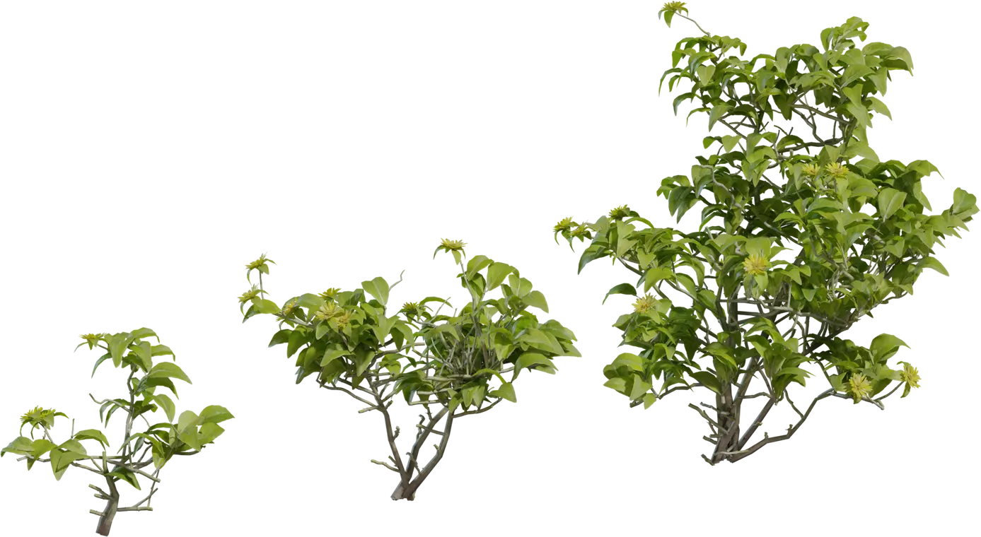 Didelta Spinosa — preview 1, by Jenelle van Heerden (Poly Haven, CC0)