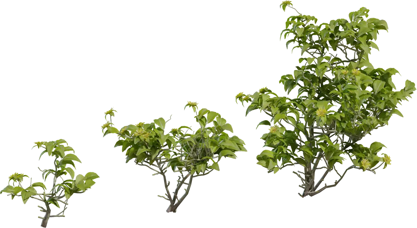 Didelta Spinosa