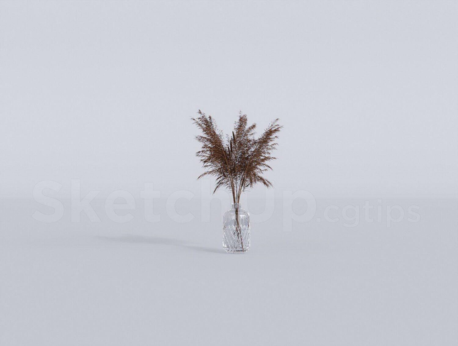 Pampas Grass