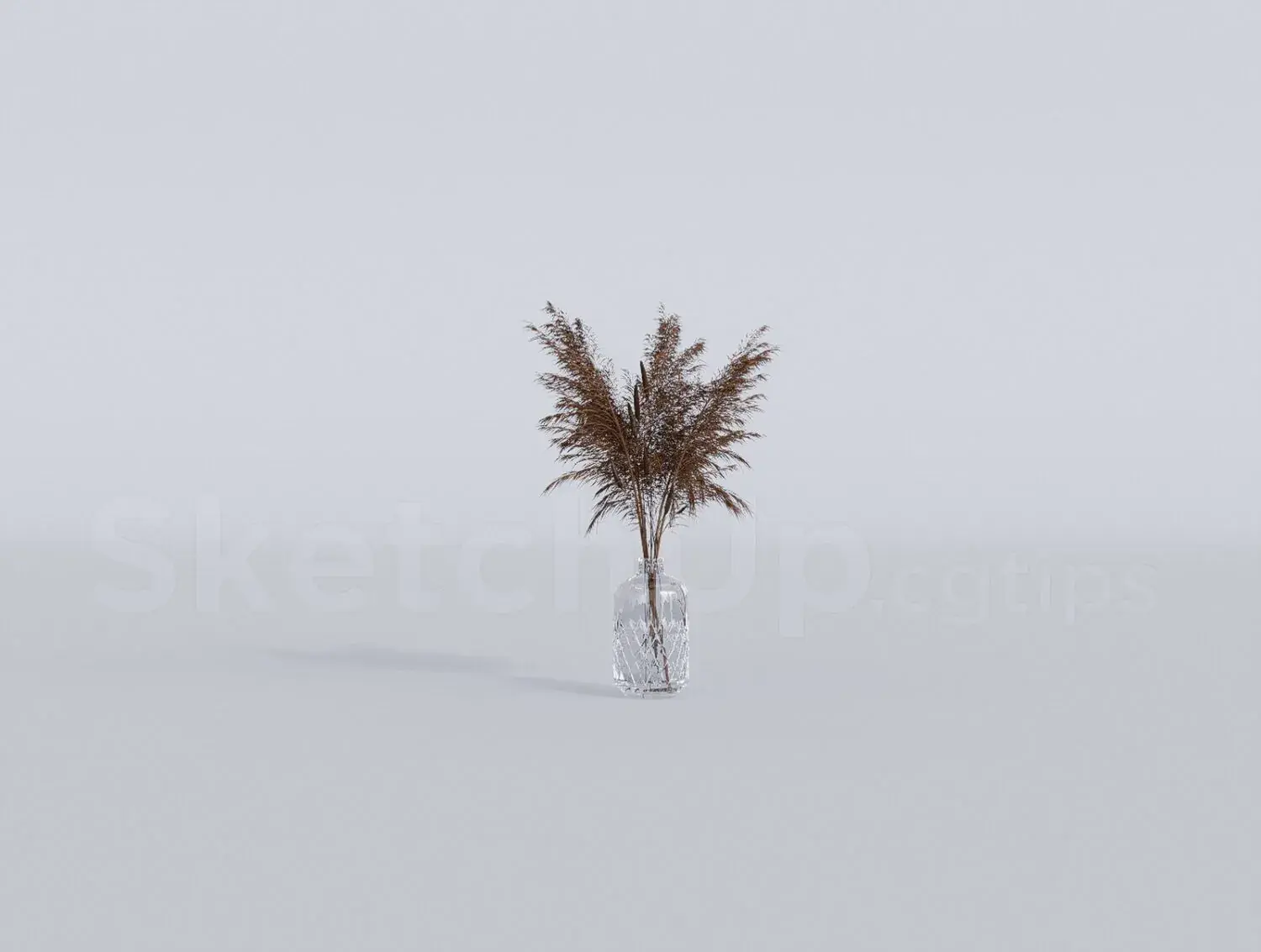 Pampas Grass