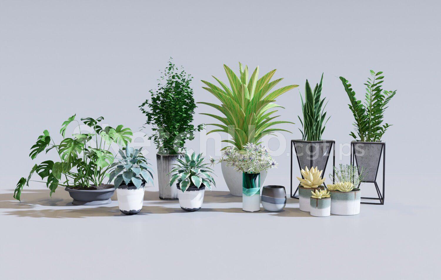 Plants