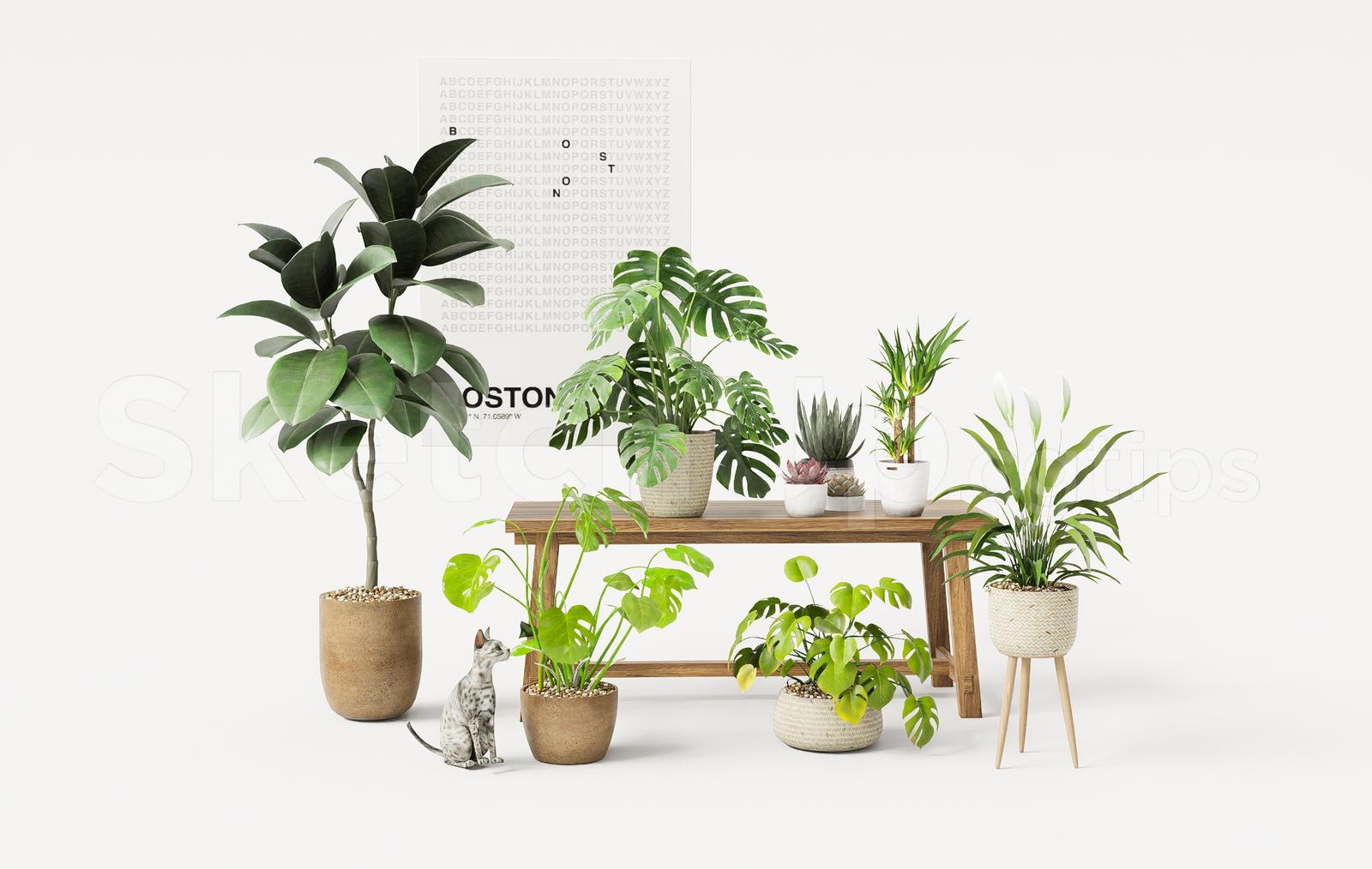 Modern Indoor Plant