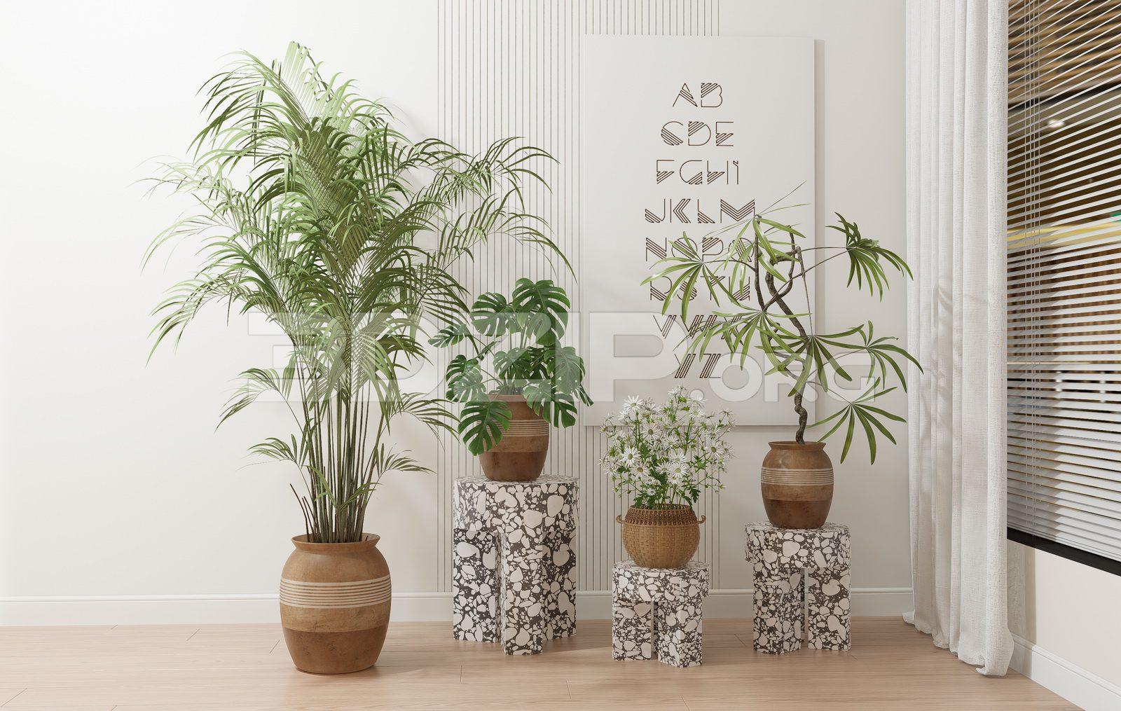 Plants