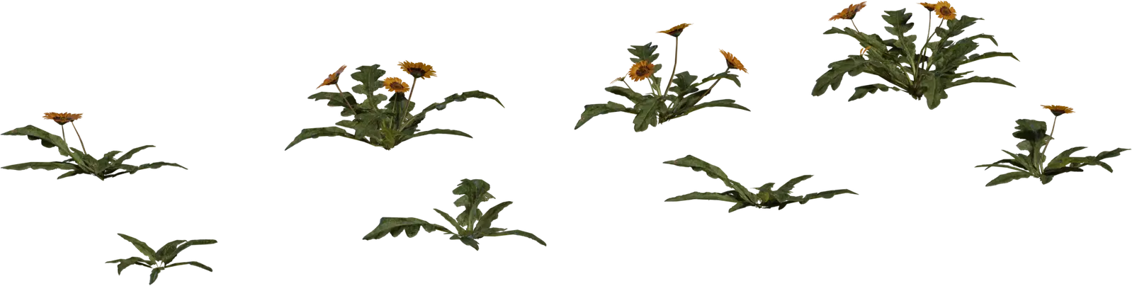 Flower Gazania — preview 1, by James Ray Cock, Jenelle van Heerden (Poly Haven, CC0)