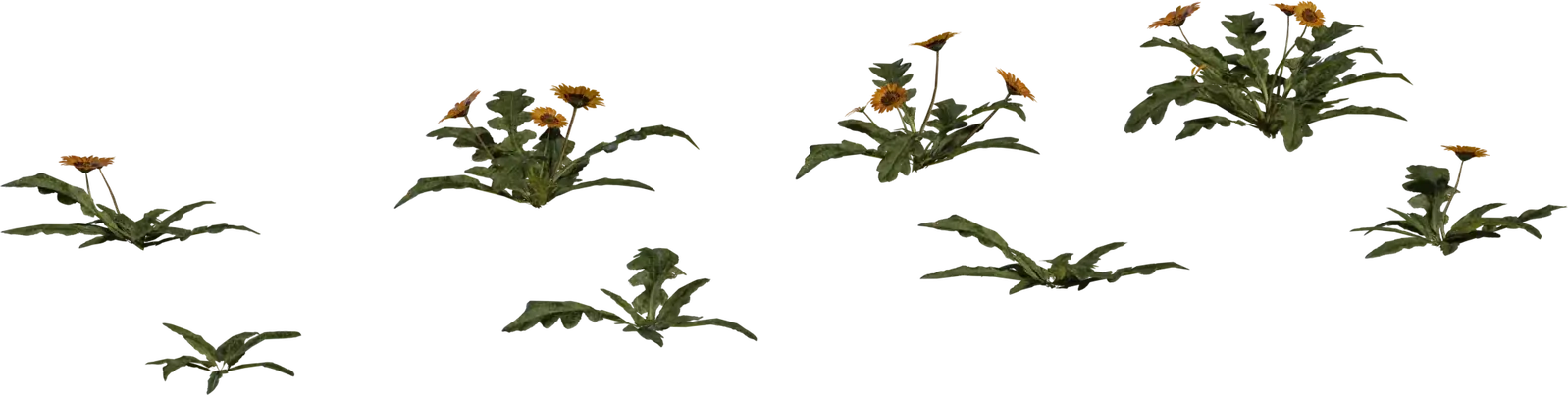 Flower Gazania