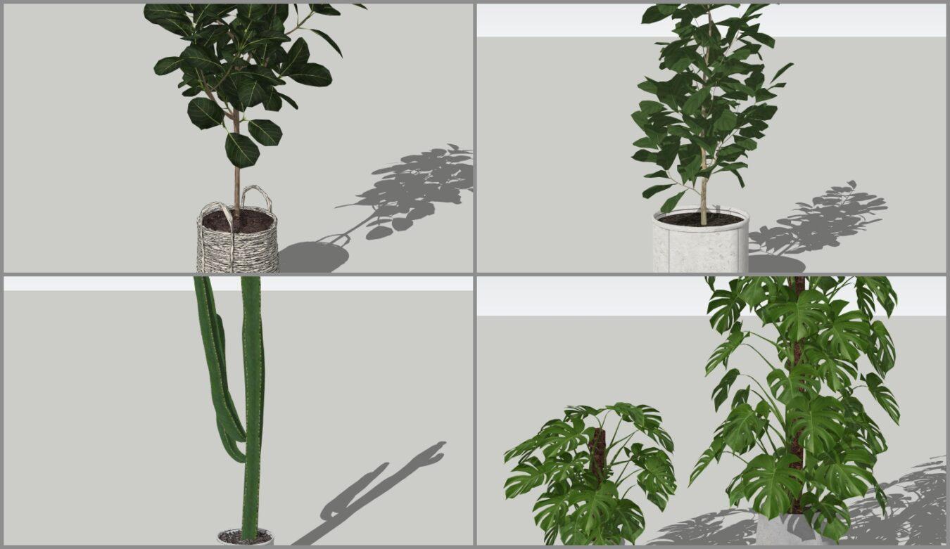 Plant