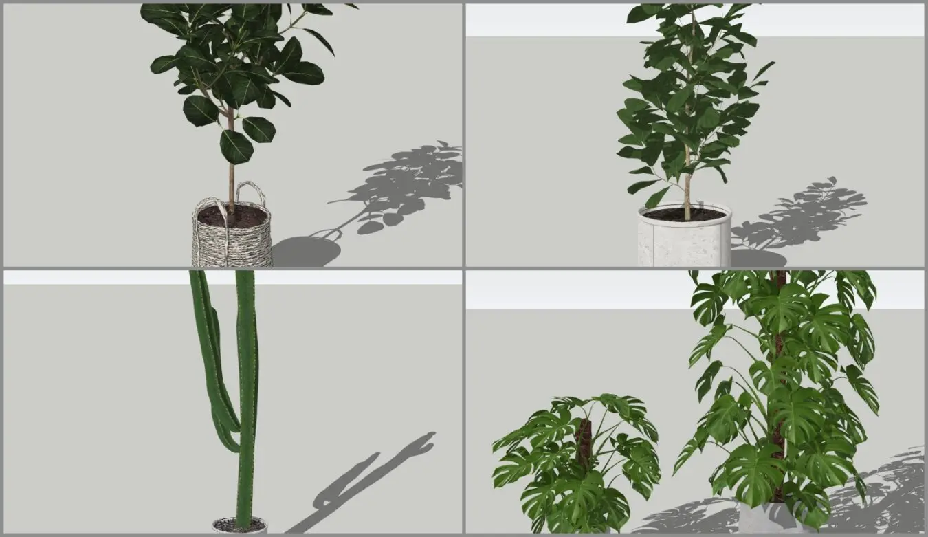 Plant