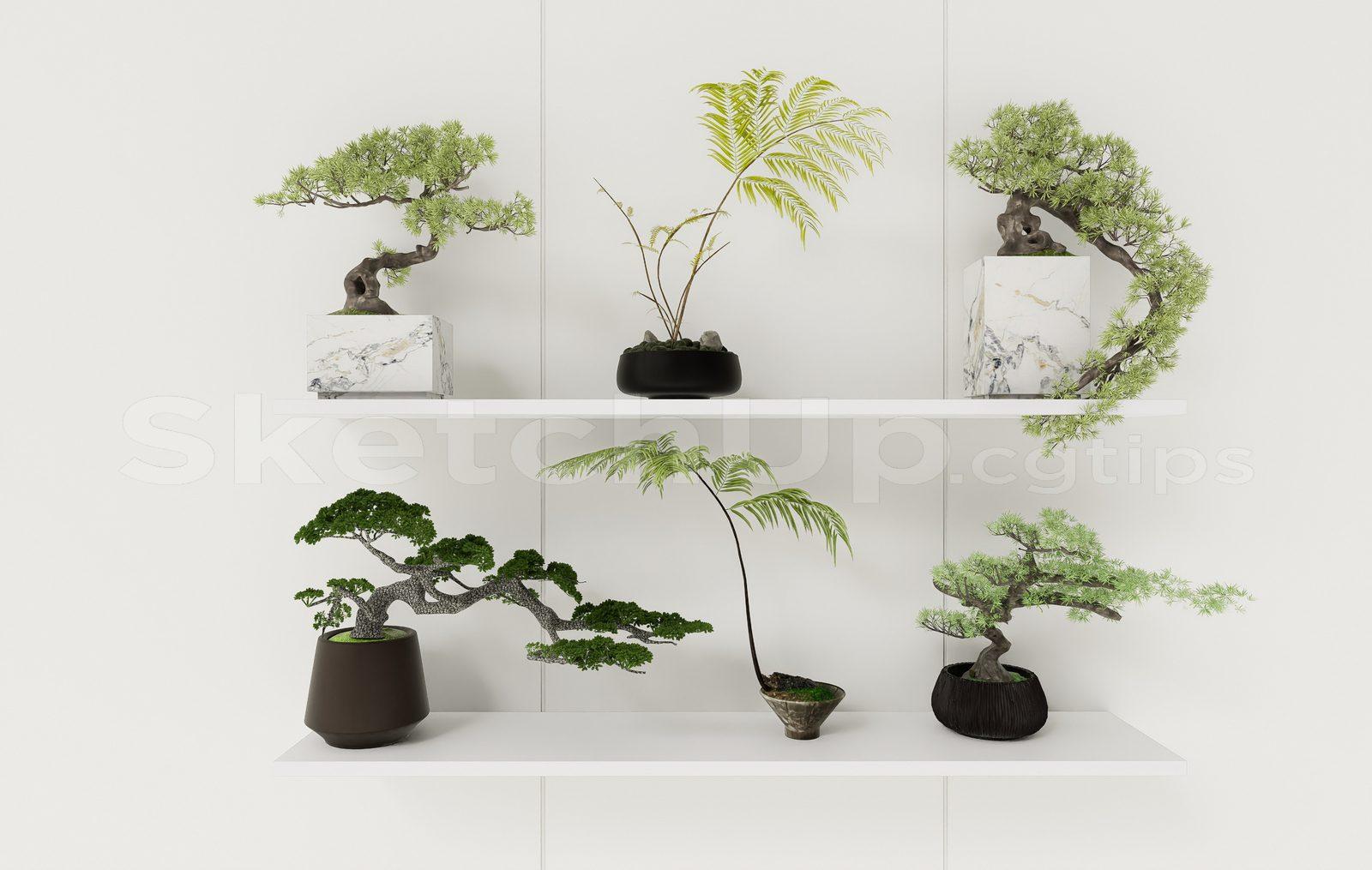 BonSai Tree