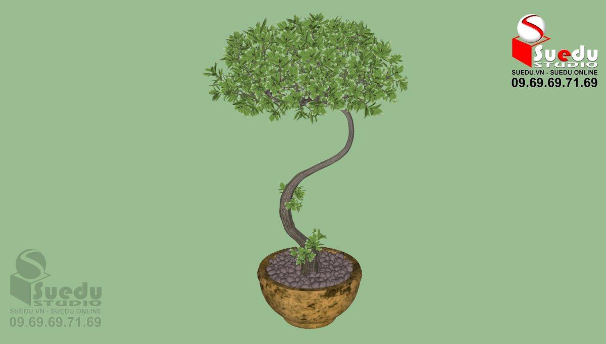 BonSai Tree