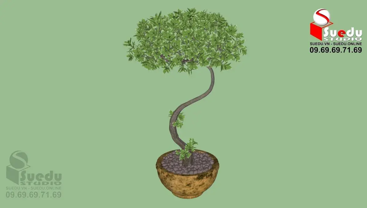 BonSai Tree
