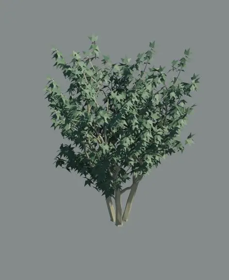 3d Tree A_tree49