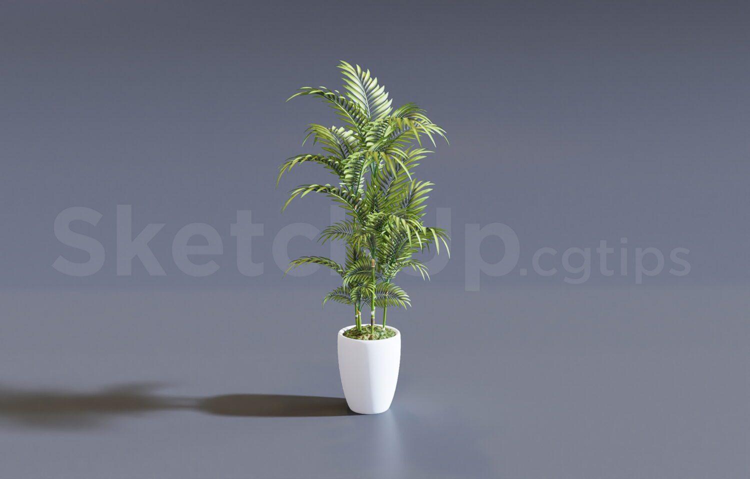 Plant