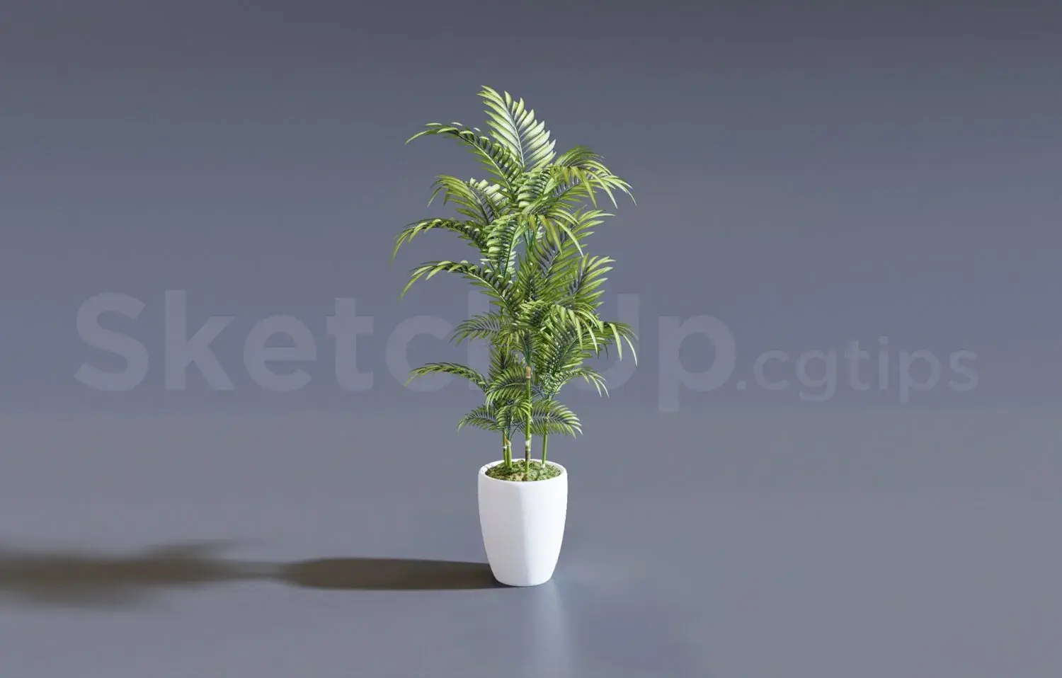 Plant