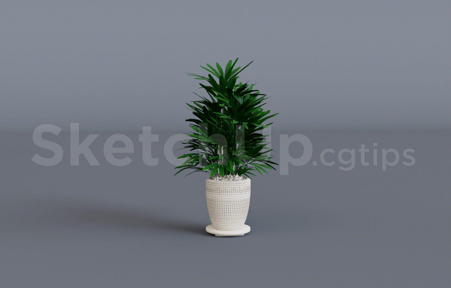 Plant