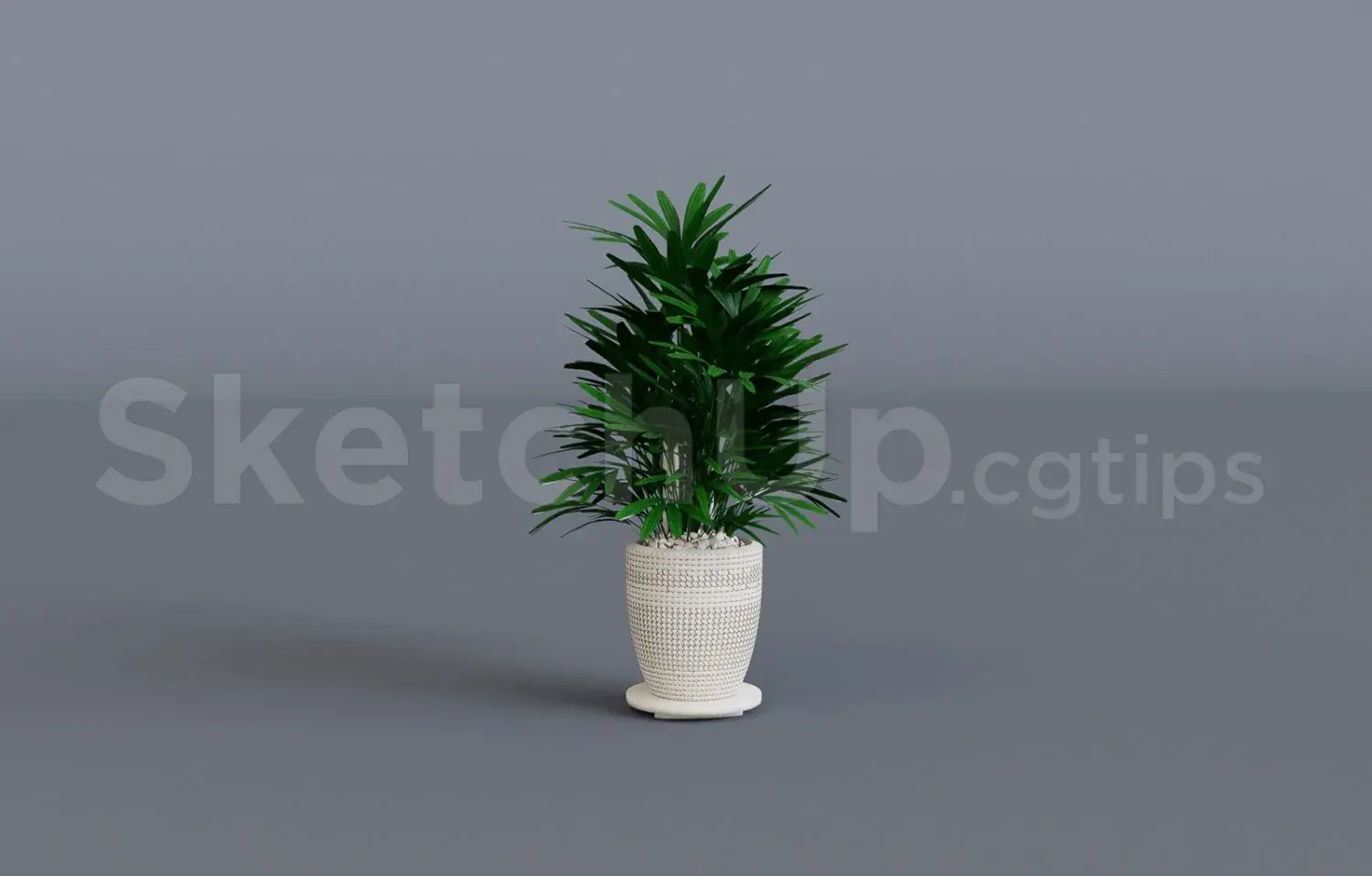Plant