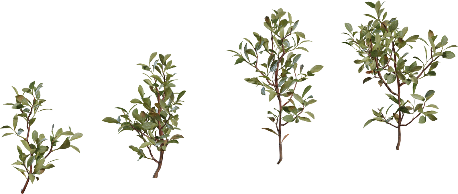 Shrub 4