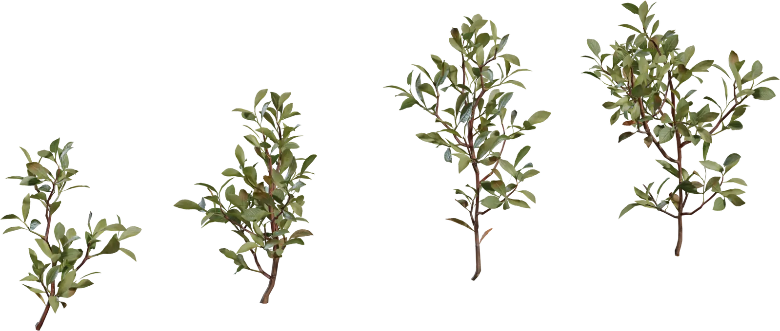 Shrub 4