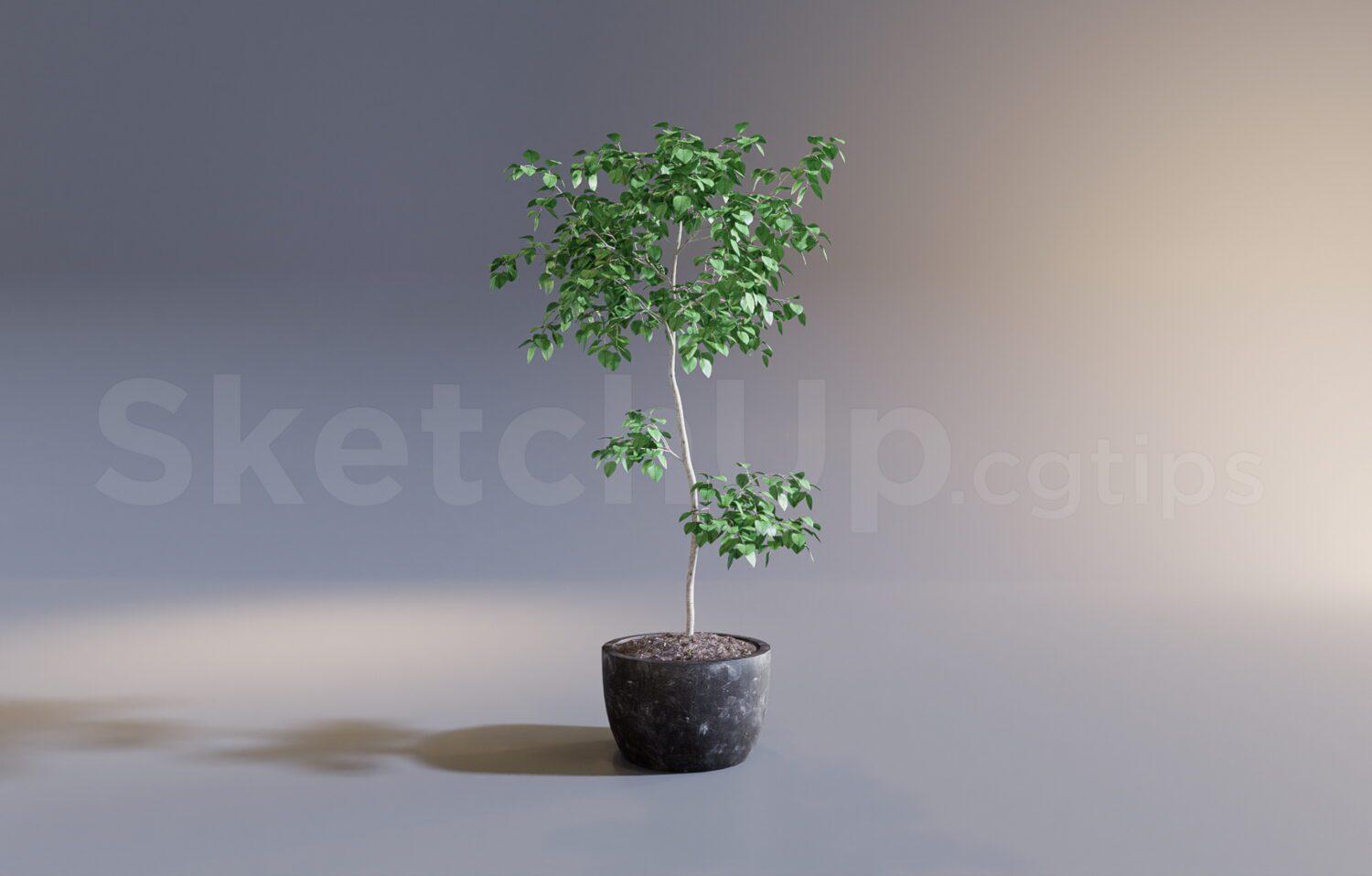 Plant