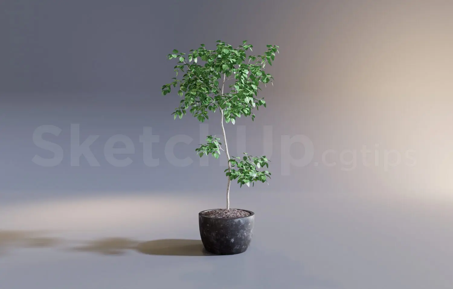 Plant