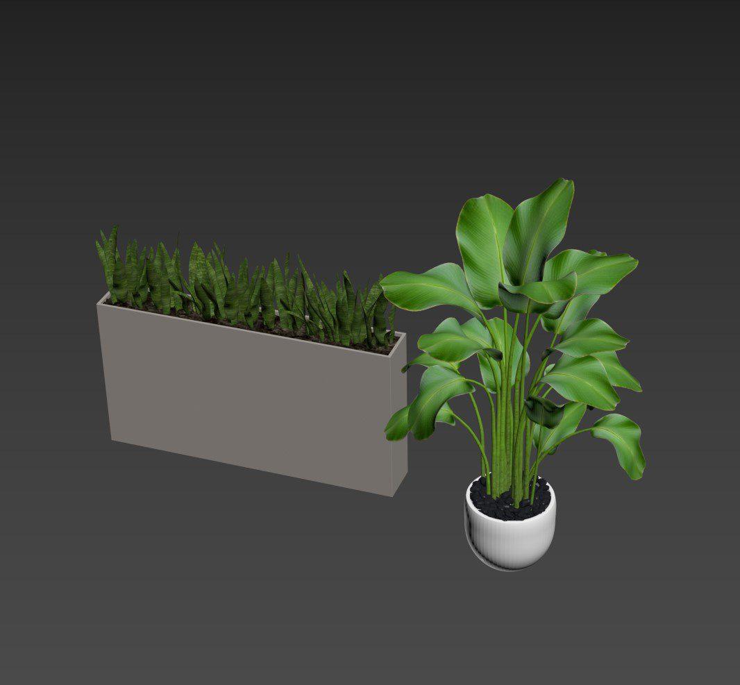 Plant