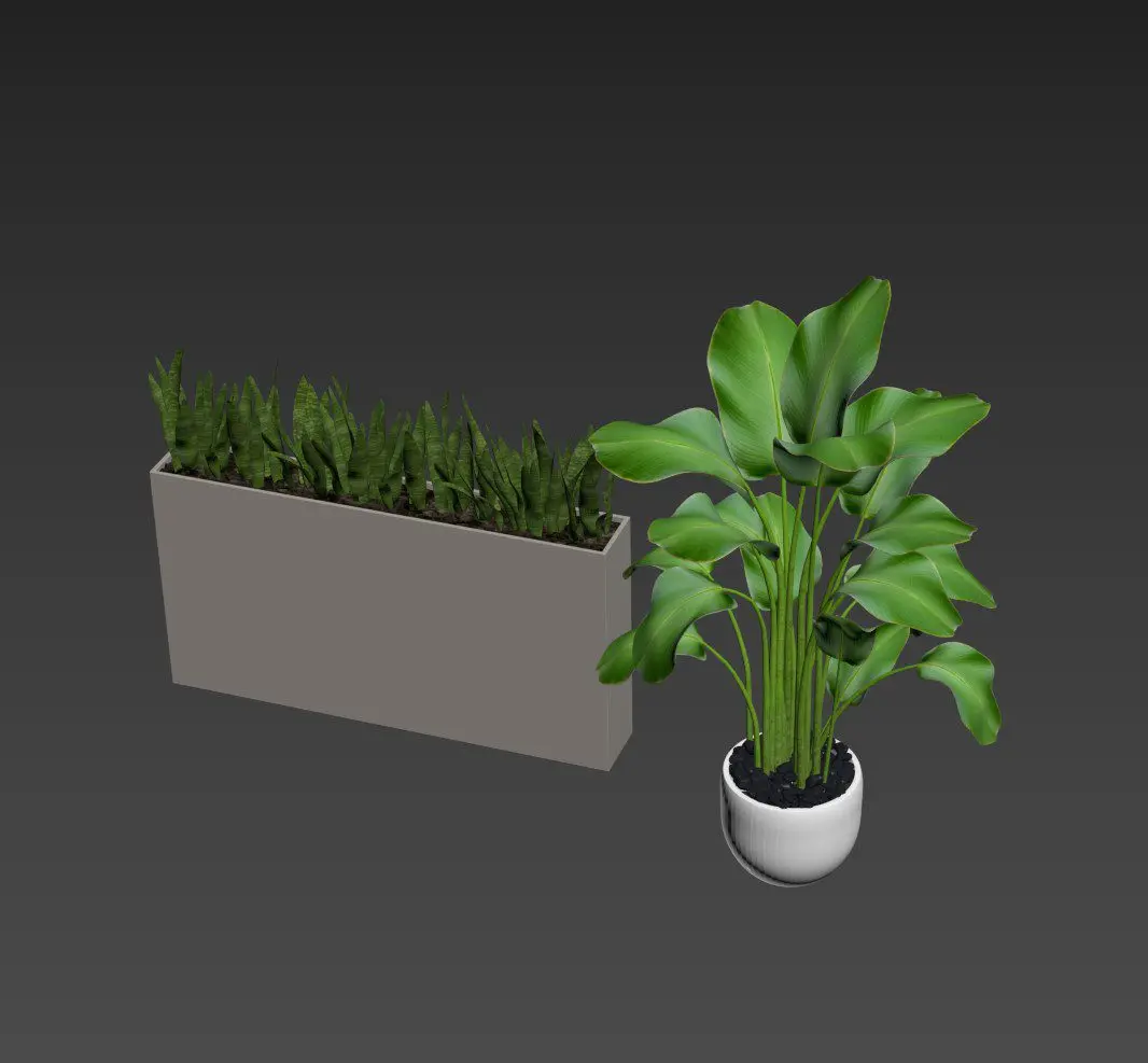 Plant