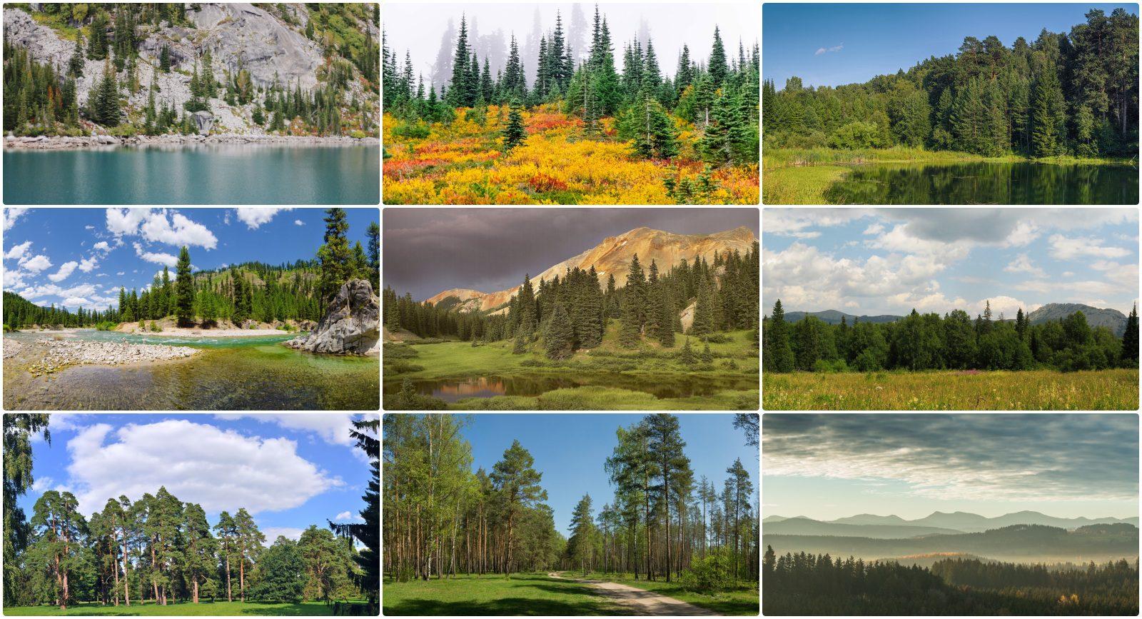 63 High Resolution Forest Backgrounds