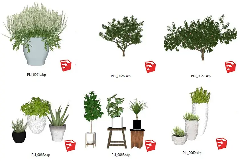 Plant