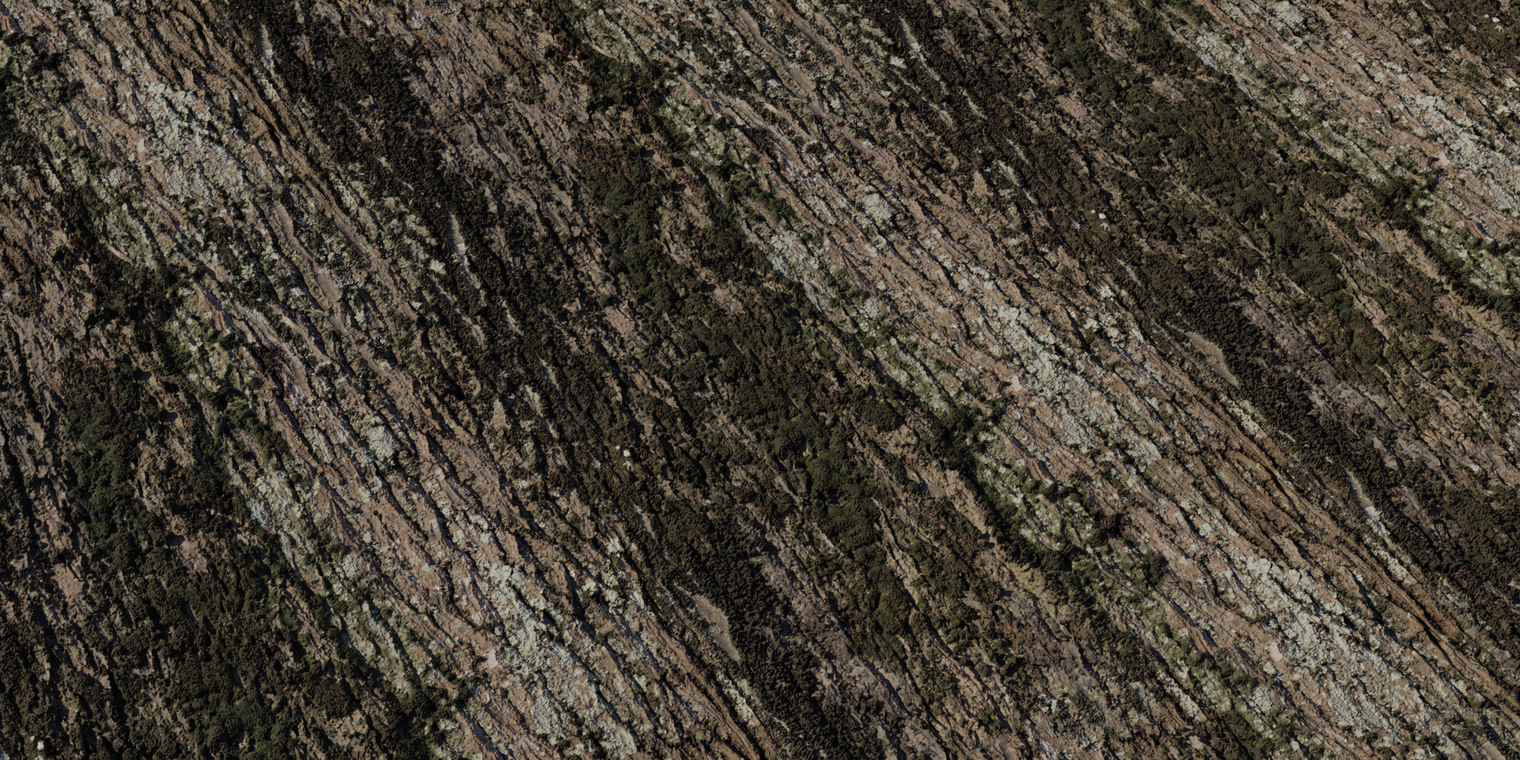 Jolcham Oak Bark 1