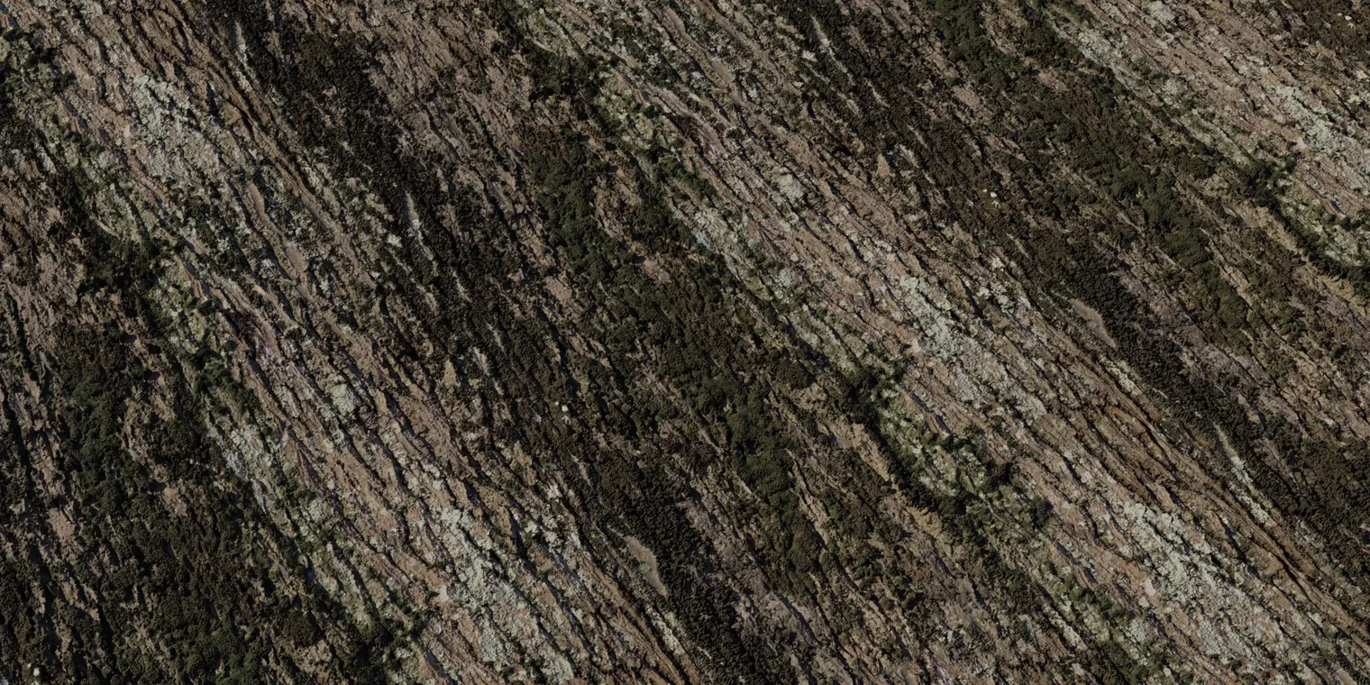 Jolcham Oak Bark 1