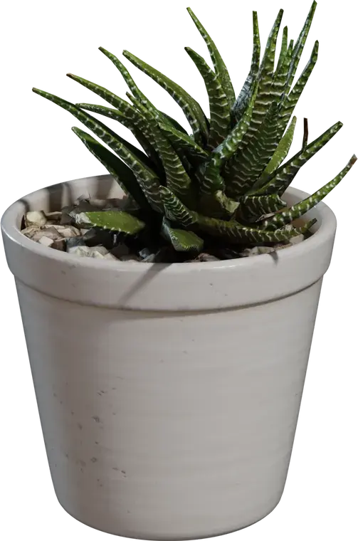 Potted Plant 4