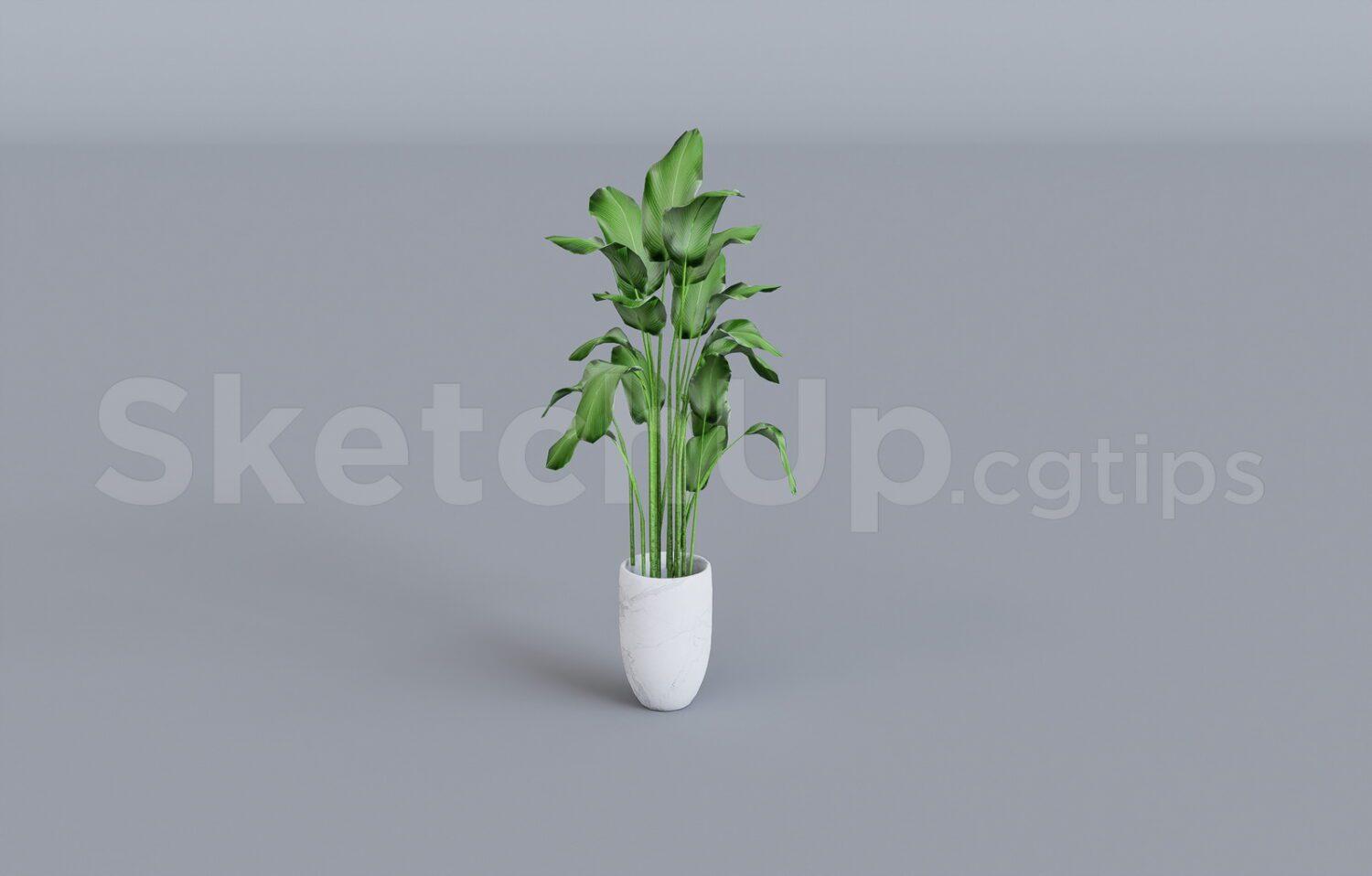 Plant