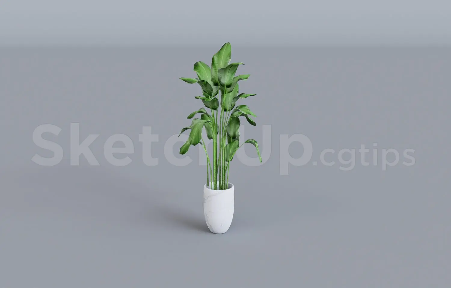 Plant