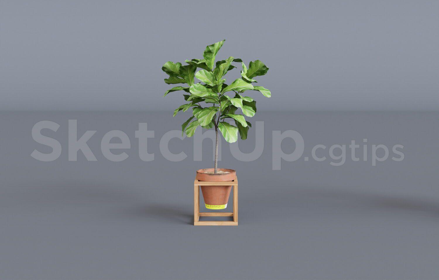 Plant