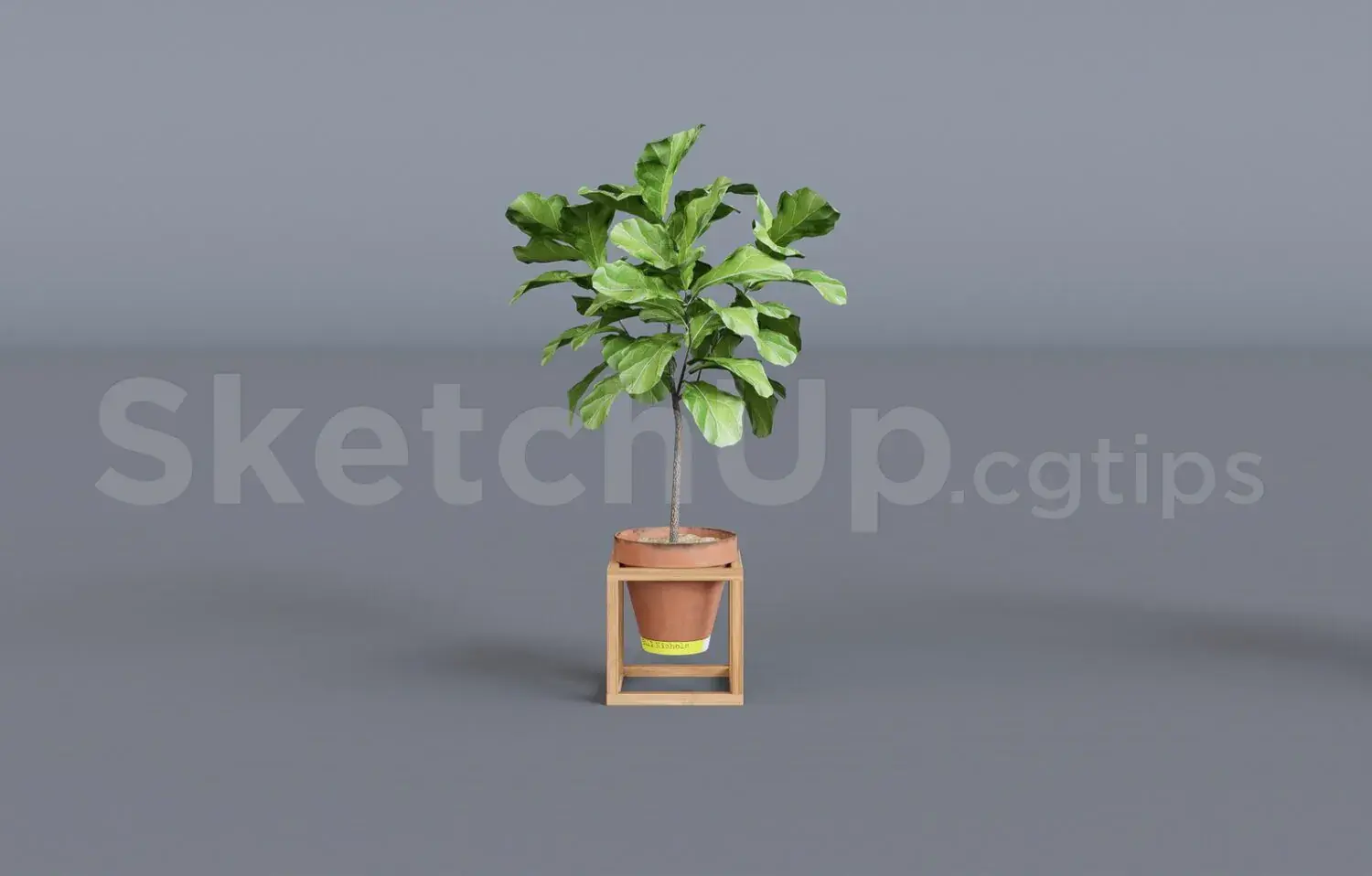 Plant