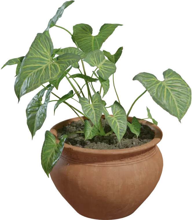 Potted Plant 2 — preview 1, by Rico Cilliers (Poly Haven, CC0)