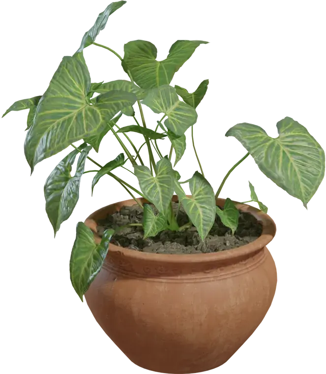Potted Plant 2