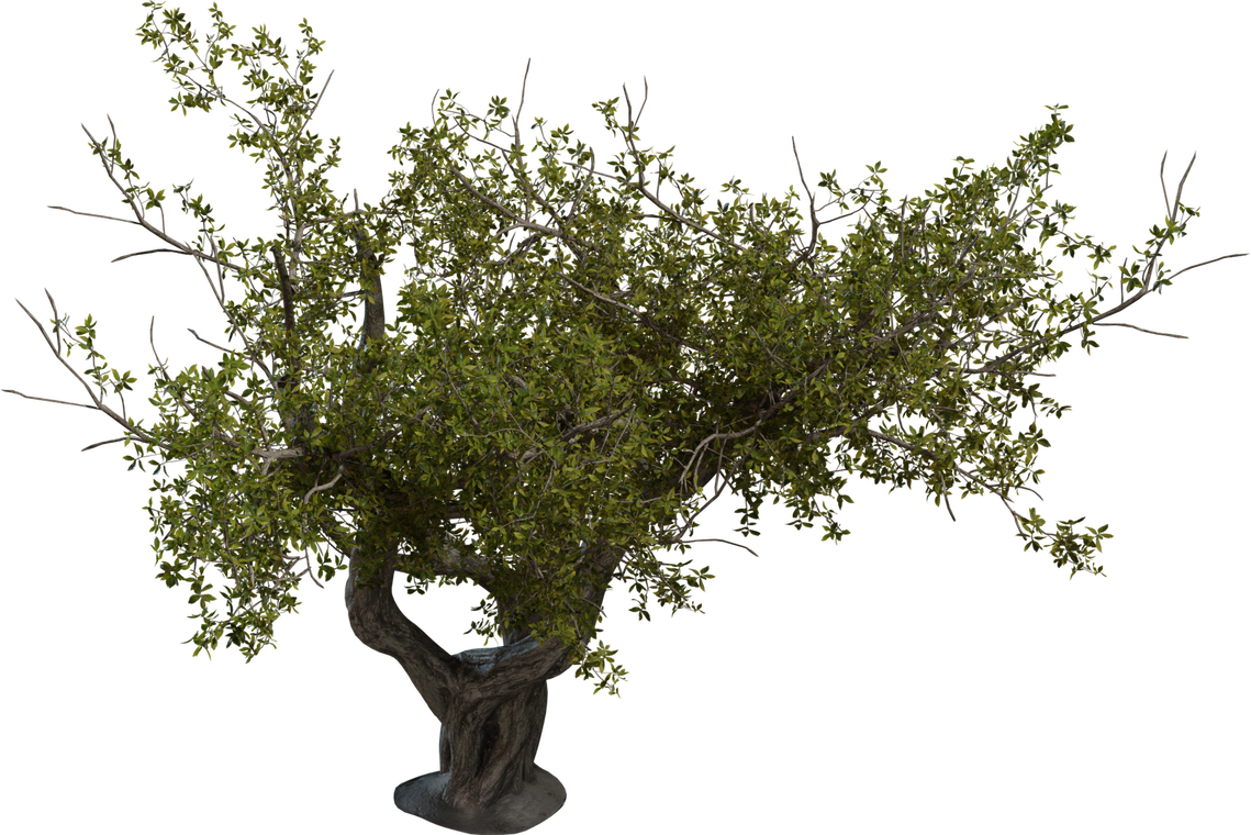 Island Tree 2