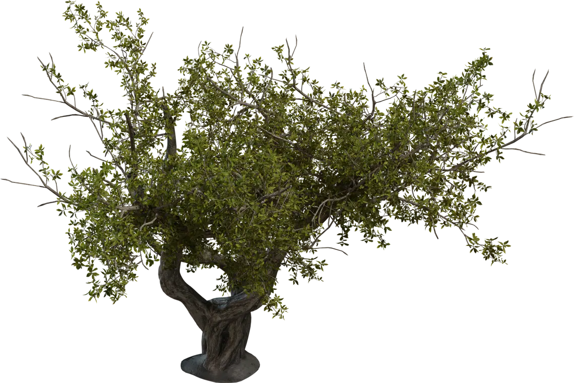 Island Tree 2