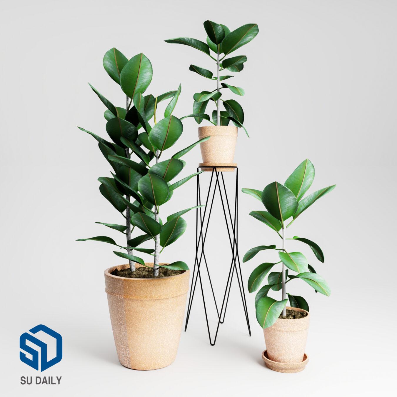Plant