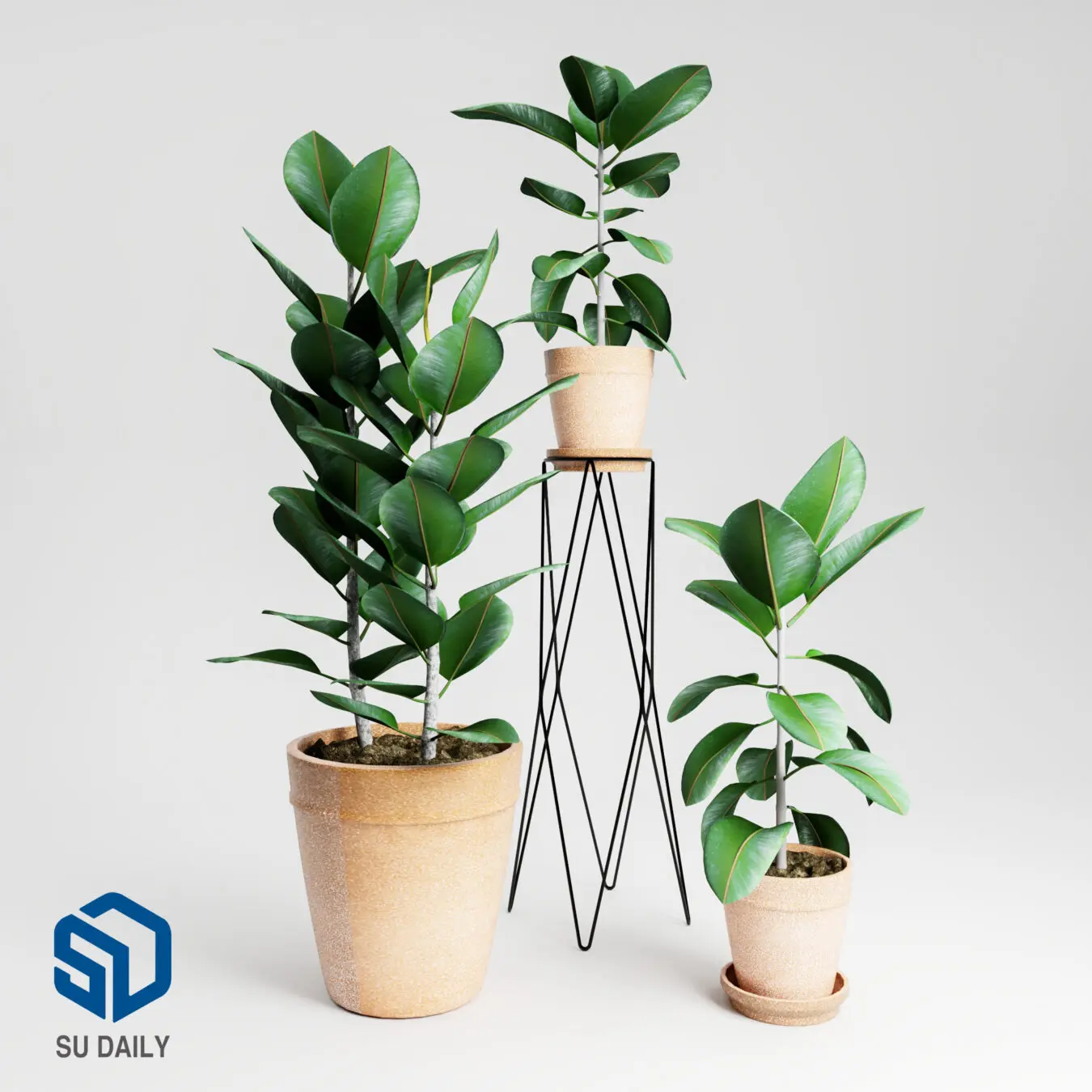 Plant